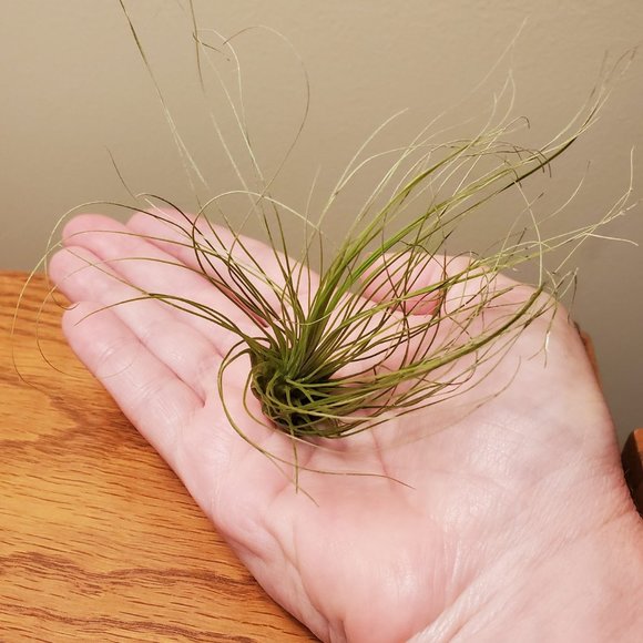 Air Plant, Tillandsia Argentea, Live Silver Leaf Airplant, Easy Houseplant - Picture 3 of 3
